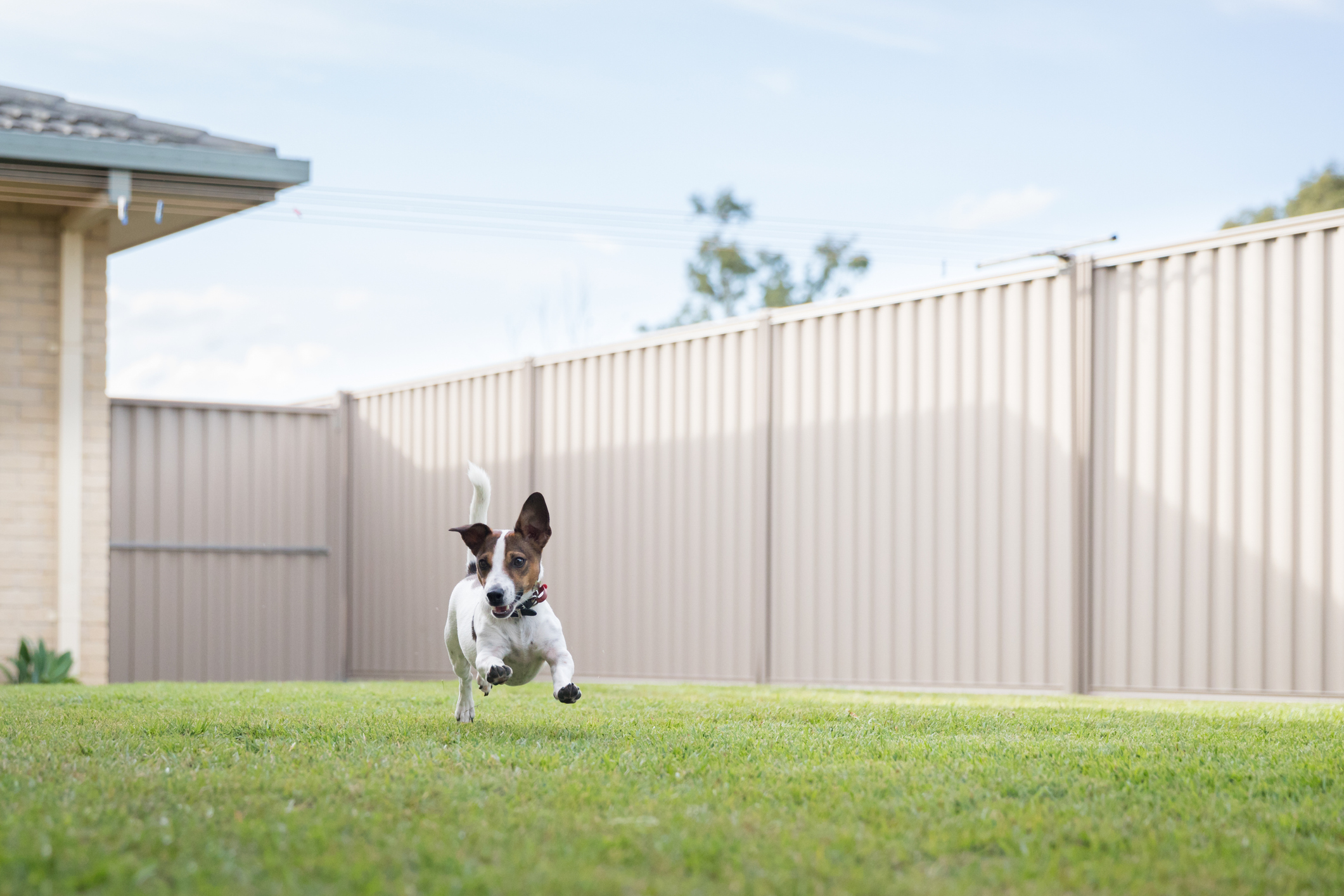 How to Choose the Best Fence for Dogs and Pets 1